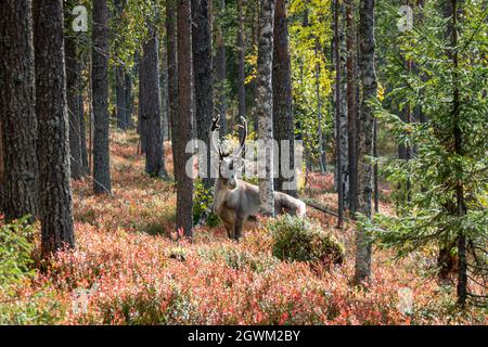 Rentiere im Wald mit Herbstfarben in Finnisch-Lappland Stockfoto