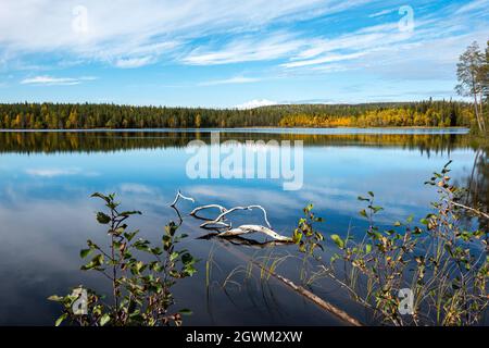 Aus dem ruhigen und ruhigen See Keski-Peurajärvi in Finnisch-Lappland ragen weiße Äste eines unter Wasser stehenden Schlangenbaums hervor Stockfoto