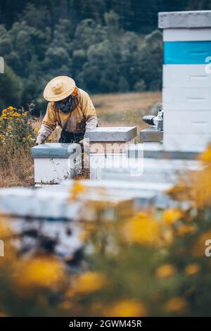 Imker in Schutzkleidung arbeiten in seinem Bienenhaus. Bienenzuchtkonzept Stockfoto