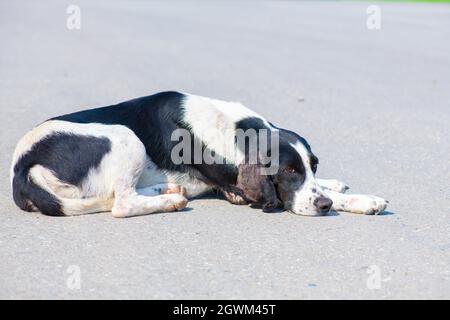 Ein großer Hund liegt traurig auf der Straße Stockfoto