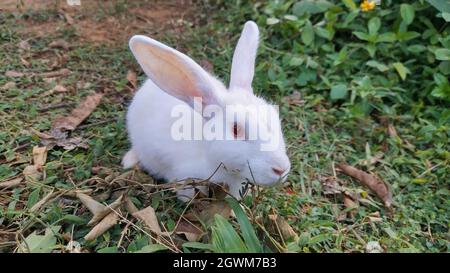 Schönes Kaninchen auf der kleinen Wiese. Stockfoto