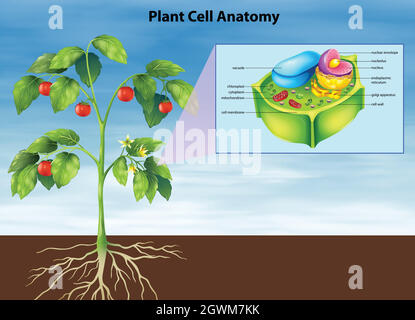 Anatomie der Pflanzenzelle Stock Vektor