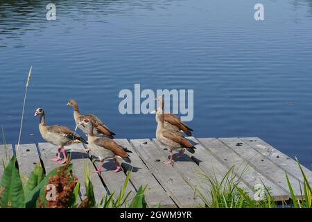 Eine Gruppe niedlicher brauner Enten, die an einem sonnigen Tag auf einem hölzernen Pier stehen Stockfoto