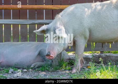 Zwei große Schweine laufen vor dem Haus Stockfoto