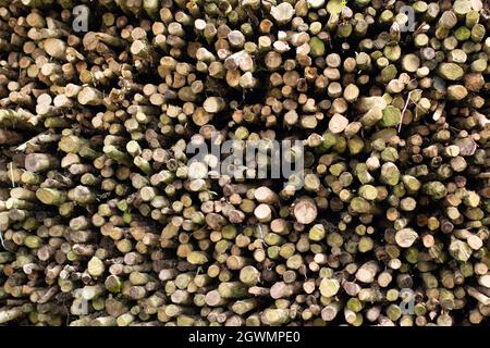Schönes Kaffeeblatt vor dem Landwirt konzentriert. Mann trägt Hut. Trocken gehacktes Brennholz übereinander in einem Stapel gestapelt. Stockfoto