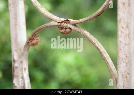 Leere Cicada (Cicadoidea) Muscheln hängen an einer Porch-Halterung Stockfoto