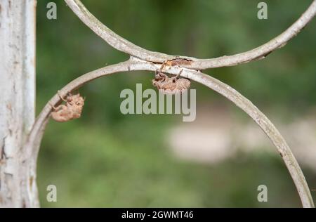 Leere Cicada (Cicadoidea) Muscheln hängen an einer Porch-Halterung Stockfoto