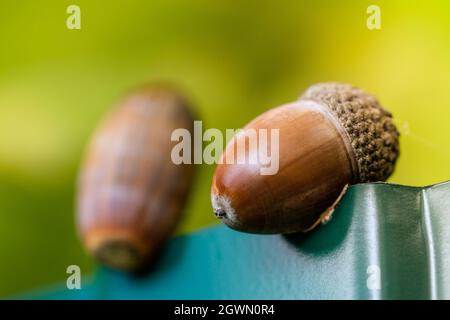 Hintergrund mit Herbstakörnen im Herbstwald. Frühling im Wald. Heller und sonniger natürlicher Hintergrund. Nahaufnahme von Acorn. Stockfoto
