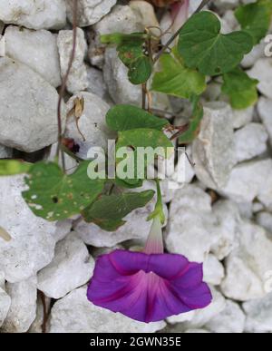 Single Morning Glory wächst in weißen Felsen. Stockfoto