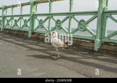 Seagull Walking auf der Promenade in Brighton Stockfoto