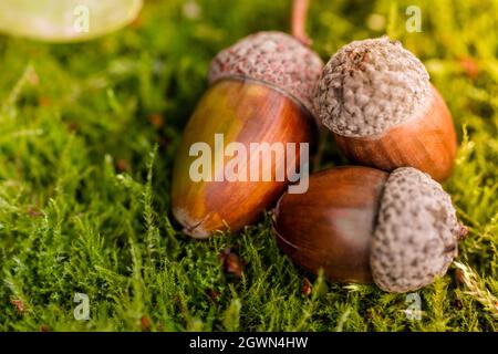 Hintergrund mit Herbstakörnen liegt auf dem grünen Moos des Herbstwaldes. Frühling im Wald. Heller und sonniger natürlicher Hintergrund. Acorn Nahaufnahme V Stockfoto