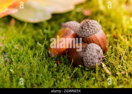 Die Eichel liegt auf dem grünen Moos des Herbstwaldes. Frühling im Wald. Heller und sonniger natürlicher Hintergrund. Nahaufnahme von Acorn. Stockfoto