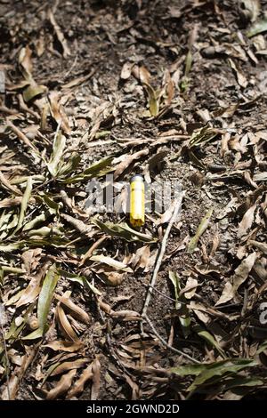 Entladen gelbe Munitionshülle von toten Blättern auf dem Boden umgeben Stockfoto