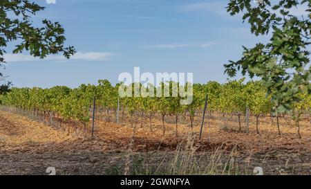 Rote Steine in den Weinbergen von Chateauneuf-du-Pape Stockfoto