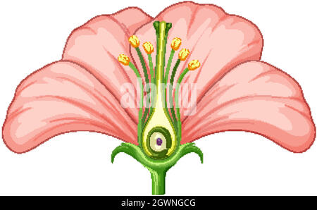 Diagramm mit Teilen der Blume Stock Vektor