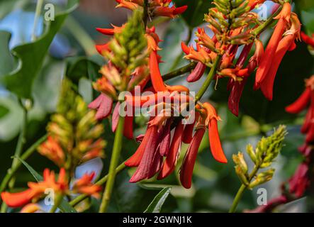 Blüten des Radix-Korallenbaums, Erythrina humeana, Nahaufnahme Stockfoto