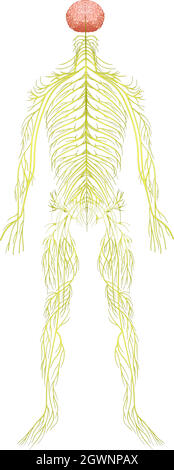 Menschliches Nervensystem Stock Vektor