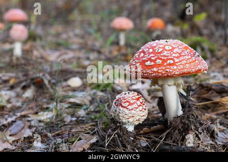 Fliegen Sie agarisch. Herbstlicher Roter Pilz zwischen braunen Blättern im Wald Stockfoto