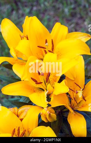 Gruppe von winzigen gelben asiatischen Hybridrilsen in der Grenze, die vor einem Hintergrund aus grünen Blättern Aufgestellt Sind, Eine 1a)-Unterteilung-Lilie mit nach oben gerichteten Blüten Stockfoto