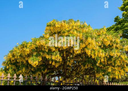 Gewöhnliche Laburnum anagyroides (Laburnum vulgare) mit Trauben von gelben Blüten im frühen Frühjahr auch Golden Rain genannt, ein Laub voll winterhart Baum Stockfoto