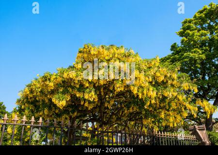 Gewöhnliche Laburnum anagyroides (Laburnum vulgare) mit Trauben von gelben Blüten im frühen Frühjahr auch Golden Rain genannt, ein Laub voll winterhart Baum Stockfoto