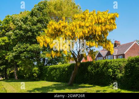 Gewöhnliche Laburnum anagyroides (Laburnum vulgare) mit Trauben von gelben Blüten im frühen Frühjahr auch Golden Rain genannt, ein Laub voll winterhart Baum Stockfoto