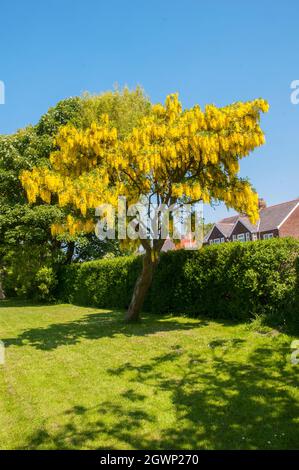 Gewöhnliche Laburnum anagyroides (Laburnum vulgare) mit Trauben von gelben Blüten im frühen Frühjahr auch Golden Rain genannt, ein Laub voll winterhart Baum Stockfoto