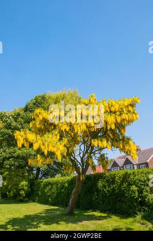 Gewöhnliche Laburnum anagyroides (Laburnum vulgare) mit Trauben von gelben Blüten im frühen Frühjahr auch Golden Rain genannt, ein Laub voll winterhart Baum Stockfoto