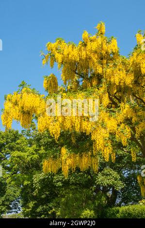 Gewöhnliche Laburnum anagyroides (Laburnum vulgare) mit Trauben von gelben Blüten im frühen Frühjahr auch Golden Rain genannt, ein Laub voll winterhart Baum Stockfoto