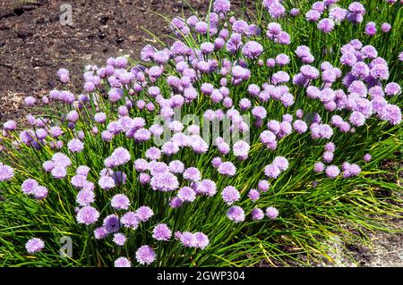 Armeria maritima eine Küstenpflanze, die im Frühjahr und Sommer rosa Blüten hat, ist eine immergrüne Staude, die gut für Grenzen ist, die auch Sea Pink und Thrift genannt werden Stockfoto