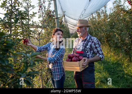 Zwei Bauern, Vater und Tochter, ernten im Frühherbst rote Äpfel im Obstgarten Stockfoto