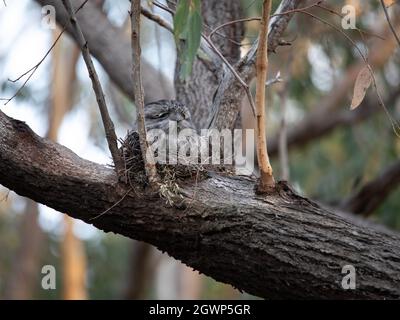 Waldfroschmund brütet auf seinen Küken. Stockfoto