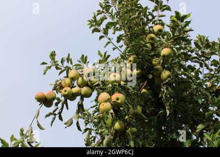 Cluster von Golden Delicious Äpfeln auf einem Baum Stockfoto