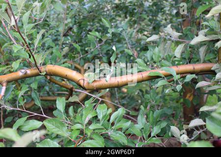Ein goldgelber Apfelbaum-Zweig Stockfoto