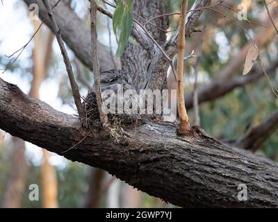 Waldfroschmund brütet auf seinen Küken. Stockfoto