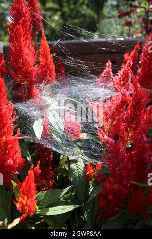 Ein wispy White Spider Web auf einer Red Celosia Plant Stockfoto