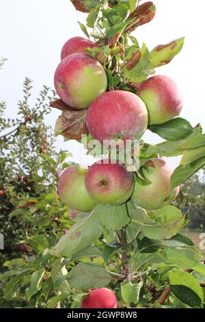 Ein Haufen reifer Roms Äpfel auf einem Zweig Stockfoto