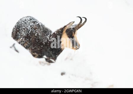 Tatra Gämsen stehen auf Schnee in der winterlichen Natur Stockfoto