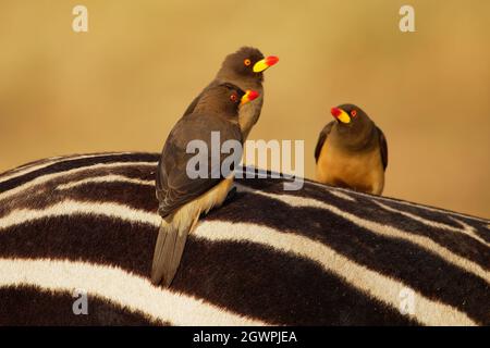 Yellow-billed Oxpecker - Buphagus africanus Singvögel aus Buphagidaem, der in der Savanne des subsaharischen Afrika beheimatet ist, symbiotisch und parasitär bis b Stockfoto
