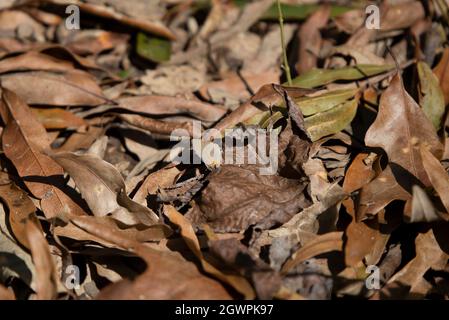 Rotbanderiger Haarstreifenschmetterling (Calycopis cecrops) auf braunen, absterbenden Blättern Stockfoto