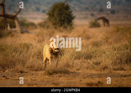 Löwe - Panthera löwe König der Tiere. Lion - die größte afrikanische Katze im Amboseli National Park in Kenia Afrika, Spaziergang in der Savanne um die Giraffe Stockfoto