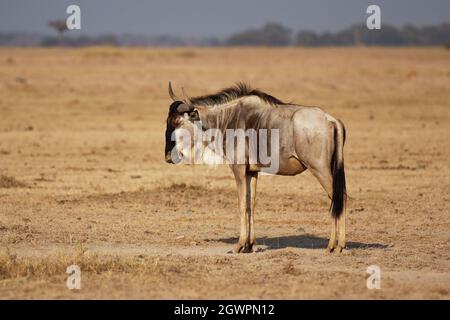 Eastern White-Bearded Wildebeest - Connochaetes taurinus albojubatus ebenfalls gebratene gnu, Antilope im östlichen und südlichen Afrika, gehört zu Bovidae wi Stockfoto