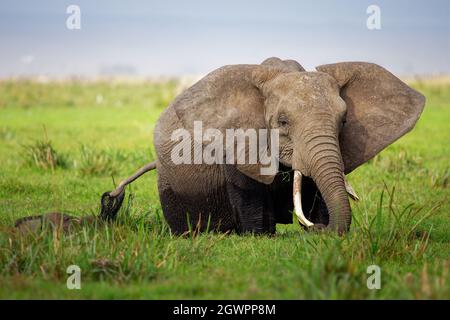 African Bush Elephant - Loxodonta africana Elefant Baden und Füttern auf dem Gras und Nahrungssuche im See in Kenia, große Ohren von vorne, nass Stockfoto