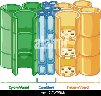Diagramm mit Gefäßsystem in Pflanzen Stock Vektor