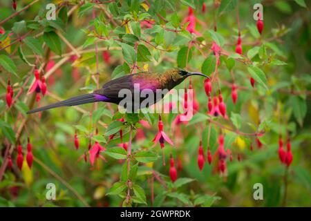 Tacazze Sunbird - Nectarinia tacazze Vogel in der Familie Nectariniidae, gefunden in Eritrea, Äthiopien, Kenia, Südsudan, Tansania und Uganda, braun und Stockfoto