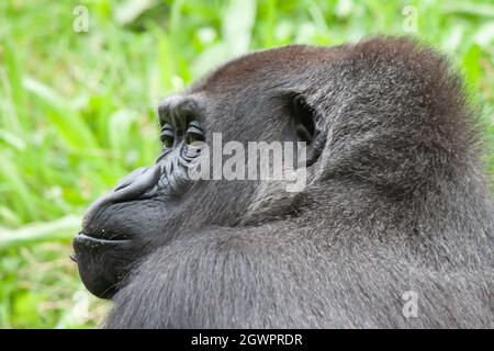 Ein Porträt eines braunen Gorillas mit einem nachdenklichen Blick auf einem Hintergrund aus grünem Gras Stockfoto