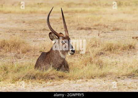 Gewöhnlicher Wasserbock - Kobus ellipsiprymnus liegend große gehörnte Antilope, die in Subsahara-Afrika weit verbreitet ist, in der Familie Bovidae, von Angesicht zu Angesicht, s Stockfoto