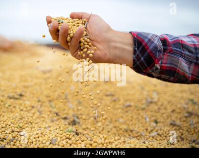 Nahaufnahme der Hand des Bauern, der nach der Ernte im Spätsommer im Anhänger Sojabohnen hält Stockfoto