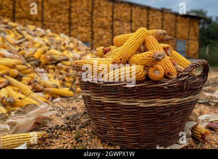 Nahaufnahme eines Holzkorbes voller Maiskolben vor der Scheune auf der Tierfarm Stockfoto