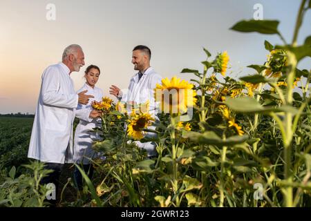 Ein älterer Agronom mit weißem Mantel, der erklärt. Zwei junge Biologen, die bei Sonnenuntergang im Sonnenblumenfeld stehen, beobachten. Stockfoto